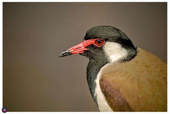 a close up of a red-wattled lapwing, it has red eyes and black pupil. the beak is red with black tip, it has a red cap and neck, and red wattle, and the ear is white which further goes down its body. the wings are shade of brown-green and has reddish tone at the edge,