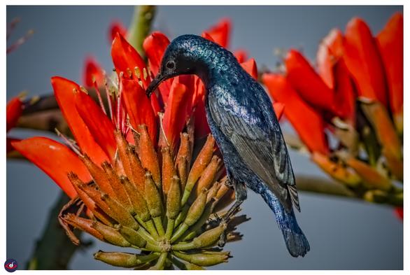 a purple sunbird with iridescent blue feathers perched on a bunch of red flowers, with its long beak in the bloom to drink the nectar.