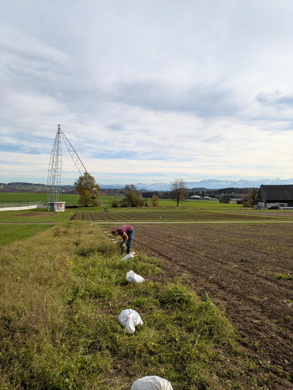 Harvest of improved, determinate yellow beans in a preliminary yield trial