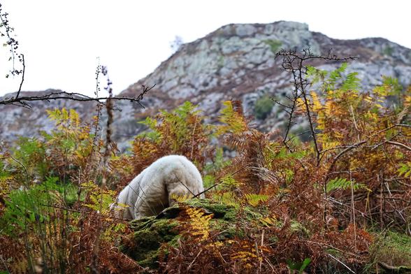 A close-up of a natural, rural landscape featuring the rear end of a white sheep partially hidden among lush ferns and autumnal foliage. The sheep’s woolly backside is visible as it grazes, blending into the vibrant mix of greens, yellows, and browns of the surrounding plants. In the background, a rugged, rocky hillside provides a scenic backdrop.