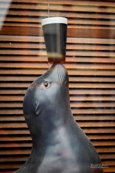 A figure of a seal balancing a glass of Guinness beer on it's nose in the window of Llywellyn's Pub in Saint Charles, Missouri.