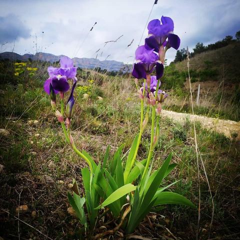 Tres lliris (Iris germanica) florits, amb un paisatge muntanyós de fons.
