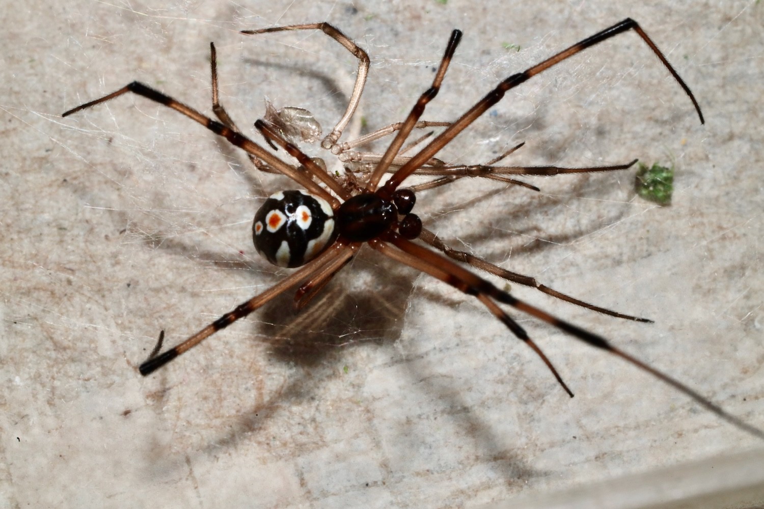 black widow at the end of a molt