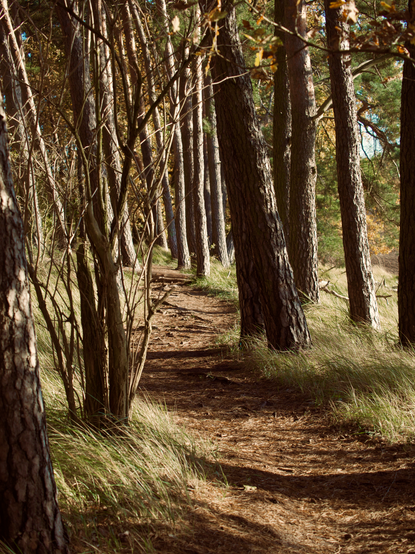 A path at the edge of the forest