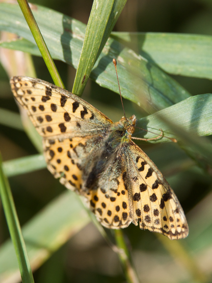 The Queen of Spain butterfly