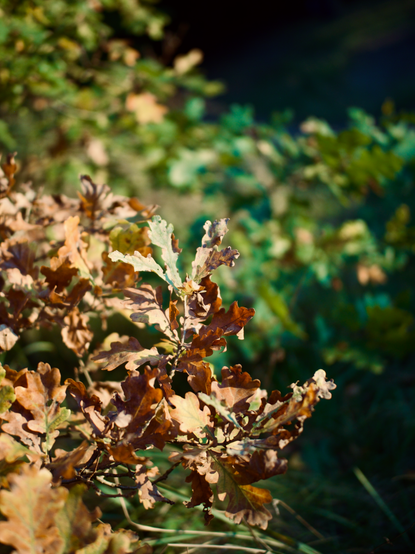 Golden oak leaves in the front, greenery out of focus in the back