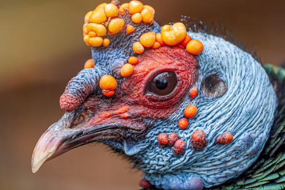 A close-up profile photo of a male ocellated turkey (Meleagris ocellata) showing its distinctive bright blue head and vibrant orange and red nodules, coral-red facial skin around the eye, and a hint of the iridescent blue-green plumage at its shoulders.