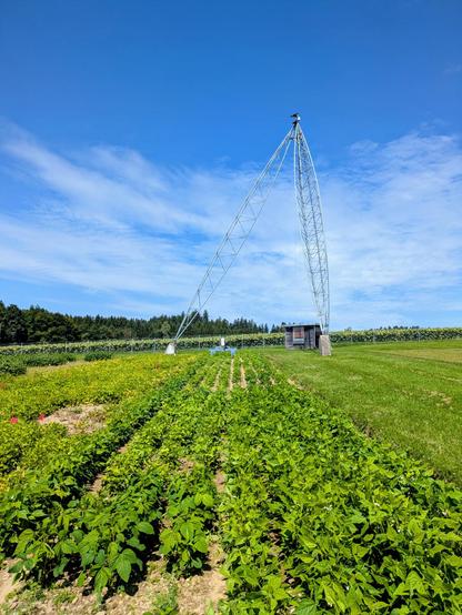 Selected yellow bean back-crossed lines were evaluated in a preliminary yield trial and showed largely determinate growth - in contrast to the traditional variety