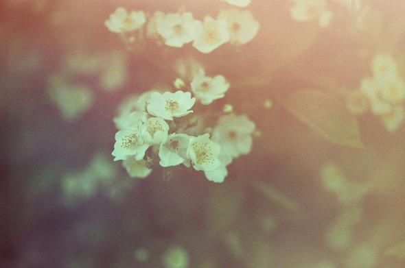 L'image présente un bouquet de petites fleurs blanches ou jaune pâle au centre, avec un arrière-plan flou et des dégradés de couleurs chaudes (tons pêche, orange) et plus froides (verts foncés, violets). Le style général est doux et légèrement vintage, avec un effet de grain.