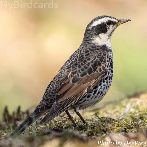 "I am a medium-sized thrush that breeds in Siberia and winters in East Asia. I am a rare visitor to Western Europe. My most striking field marks are my dark brown back and crown, a prominent white supercilium (eyebrow), and the bold black crescent or 'V' shaped markings covering my white breast and flanks. I also flash a rusty-red or rufous patch on my wings in flight." 2.5 Flash (Edited) 

📷: Photo by DerWeg via Pixabay 
https://pixabay.com/users/derweg-7520060/