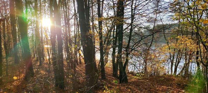 Jezioro widziane przez drzewa rosnące na skarpie na brzegu, pomiędzy którymi prześwieca ciepłe, nisko położone słońce.