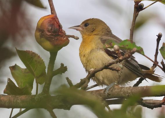 Lovely female Baltimore oriole eating one of our rotten crab apples.