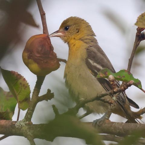 Lovely female Baltimore oriole eating one of our rotten crab apples.