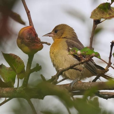 Lovely female Baltimore oriole eating one of our rotten crab apples.