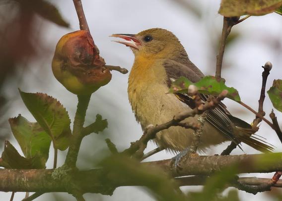 Lovely female Baltimore oriole eating one of our rotten crab apples.