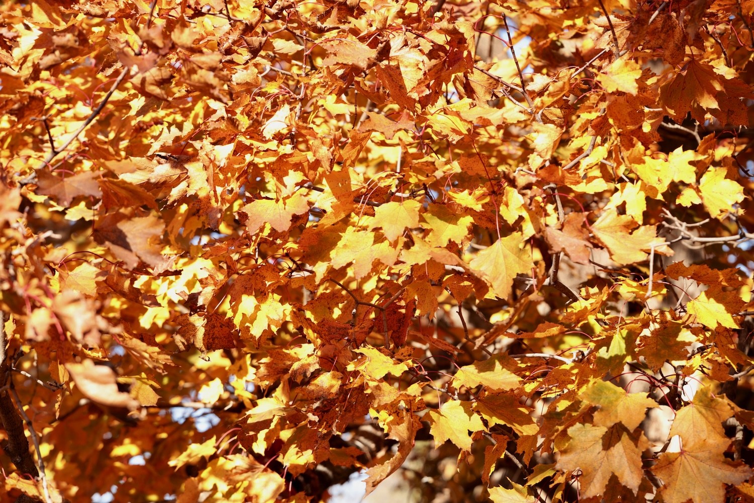 Golden leaves