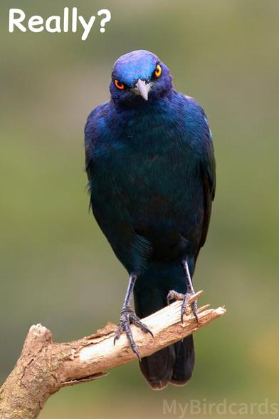A Glossy Starling (the Greater Blue-eared (Lamprotornis chalybaeus), maybe?) looks quizzically into the camera. The one word question "Really?" is at the top left 😅

📷: Photo by Wolfgang_Hasselmann via Pixabay 
https://pixabay.com/photos/glossy-starling-bird-perched-6227104/