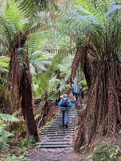 2 hikers walk up a set of wooden steps surrounded by lush ferns