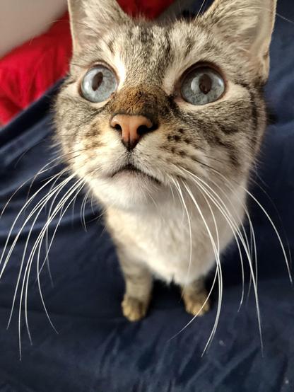 A lynx point Siamese staring up at the camera, standing, his dusky pink nose raised up, and his long whiskers branching from little tabby whisker spots on his muzzle. His eyes are giant and blue. Because of the angle, his face looks big and his feet tiny and distant.