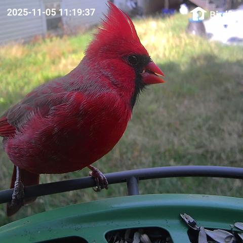 A red male cardinal perched in a bird feeder equipped with a camera.