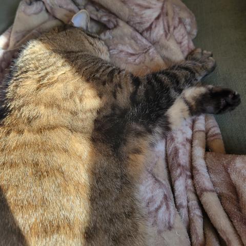 A fuzzy brown tabby stretches out on my blanket-covered legs, fast asleep. The sun lights up most of his lightly striped back, and his head is buried against my leg. His front paws stretch out past my lap, showing off one black boot and speckled toe beans. His cat boobs, aka the primordial pouch, appear as a tawny puff of longer fur under his arms; the loose skin allows him to execute impressive acrobatics. I love him.