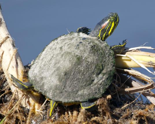 A turtle with a beautiful green and yellow face with a red "ear" is out of the water on some floating reeds to reveal that the poor boo's shell is completely covered in a thick layer of gray mud. There is even some green algae on the mud-stained shell. This is a Red-eared Slider. Photo by Peachfront. November 2025. Southeast Louisiana.