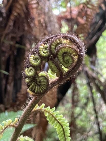 a fern frond with multiple branching coils ready to unfurl