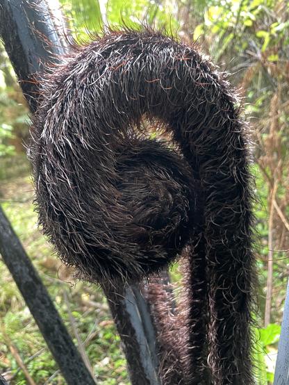 a large hairy mamaku fern arm, lush dark brown hair