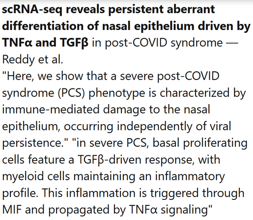 scRNA-seq reveals persistent aberrant differentiation of nasal epithelium driven by TNFα and TGFβ in post-COVID syndrome — Reddy et al.
"Here, we show that a severe post-COVID syndrome (PCS) phenotype is characterized by immune-mediated damage to the nasal epithelium, occurring independently of viral persistence." "in severe PCS, basal proliferating cells feature a TGFβ-driven response, with myeloid cells maintaining an inﬂammatory proﬁle. This inﬂammation is triggered through MIF and propagated by TNFα signaling"