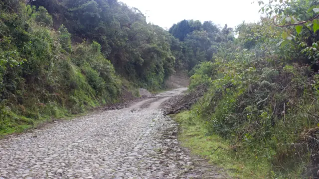 Strasse im Wald Ecuadors