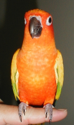 An elder Sun Conure by the name of Bobby stands upon a finger, facing the camera. A sun conure is a small psittacine relative to the parrot, approximately the size of a house sparrow though with a different body shape. He has an orange body and yellow wings with visible green tips. His beak is classic psittacine and black with shite nares. His eyes are completely black and surrounded by white natches.