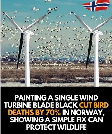PAINTING A SINGLE WIND TURBINE BLADE BLACK CUT BIRD DEATHS BY 70% IN NORWAY, SHOWING A SIMPLE FIX CAN PROTECT WILDLIFE.