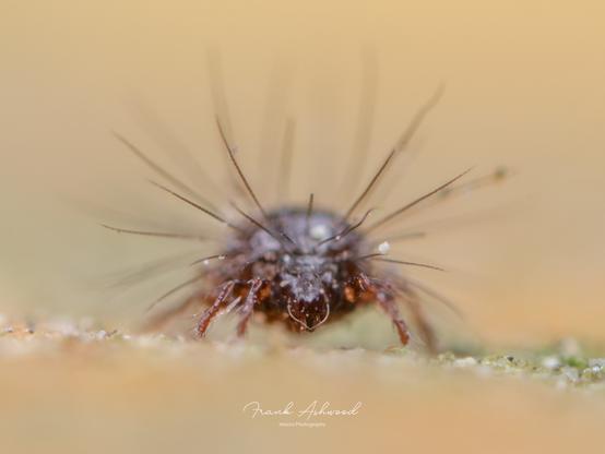 A face-on photograph of a brown, round-bodied mite covered in long feathery spines.
