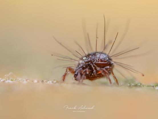 A side-on photograph of a brown, round-bodied mite covered in long feathery spines.