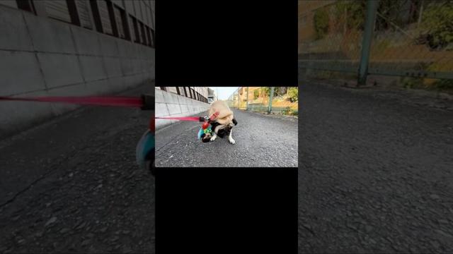 パグの特徴その1『頑固』 ナッツの特徴その1『人前でカッコつける』www #パグ #pug #散歩拒否 #多頭飼い #shorts