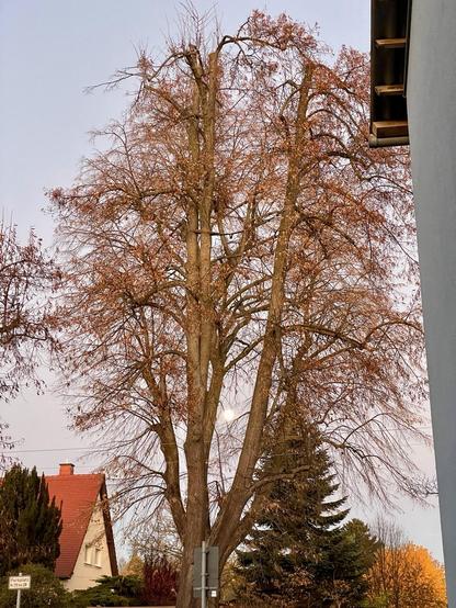 Ein großer Baum, durch den der Vollmond lugt