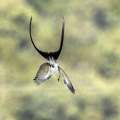 Fork-tailed flycatcher (Tyrannus savana monachus), chasing prey in Cayo, Belize. This is what the bird looks like when it is flying normally, but not grabbing an insect.