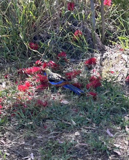 A little parrot with bright blue streaks along its side is just visible in the grass feeding on some bright red bottlebrush flowers.