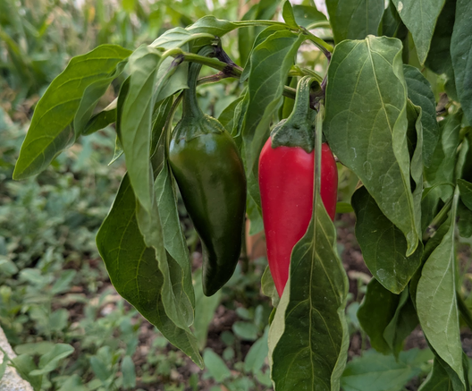 picture of two chiles on a plant, one presumed green(ish) and one red(ish). grown by the author.