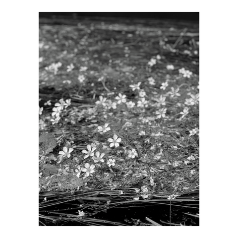 Small flowers of plants that grow in streams (those that form long strands in the current). (Version françæ) Petiz fleurs des plantes qui poussent dans les ruisseaux (ceils qui font de granz cheveux dans læ courant).