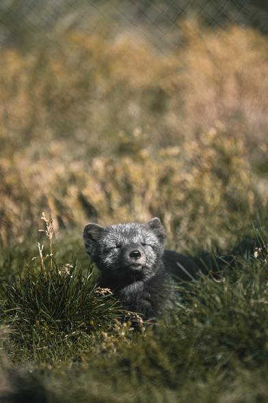 A blue arctic fox lying in the grass enjoying the sun. It's looking towards the sky with eyes closed.