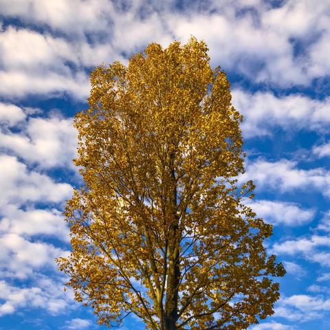Tree with golden leaves against a blue sky with horizontal rows of fluffy white clouds.