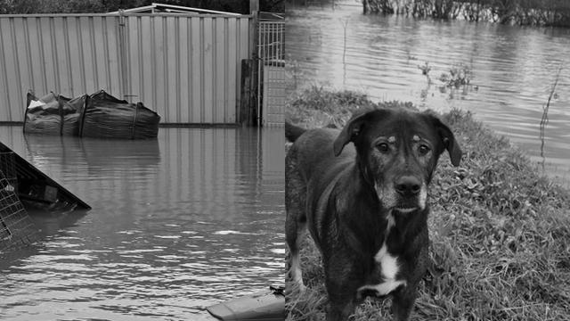 Glanrhyd dog sanctuary dogs stranded by floods