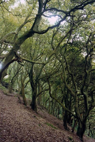 In among the deciduous tress of a wood growing on a steep slope covered in a carpet of autumn leaves.
