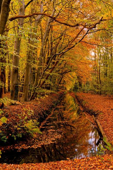 Typical autumn forest colours in the trees over a ditch in a park.