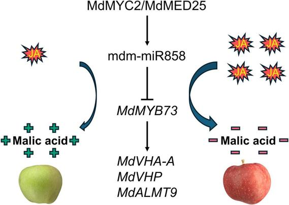 In a jasmonate-controlled regulatory pathway, MdMYC2 and MdMED25 induce production of the microRNA miR858, which cleaves the MdMYB73 transcript, dampening vacuolar proton pumps and malate transport, and lowering malic acid accumulation during ripening.
