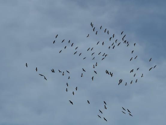 Kraniche sind die Vögel des Glücks
Bildbeschreibung (Deutsch):
Ein Schwarm von Kranichen zieht hoch am Himmel
- geordnet und doch frei, in weiten Formationen, die sich ständig neu finden. Das zarte Blau des Himmels bildet den Hintergrund für diese leise Symphonie des Aufbruchs. Die Vögel folgen ihrem inneren Kompass, getragen vom Rhythmus der Jahres-zeiten. In diesem Jahr bedeutet ihr Flug nicht nur den Abschied vom Sommer, sondern auch eine Flucht vor der menschengemachten Bedrohung - der Vogelgrippe, entstanden aus übersteigerten Strukturen industrieller Zucht. Und dennoch bleibt ihr Flug ein Sinnbild der Hoffnung: für Balance, Naturlichkeit und die unzerstorbare Kraft des Lebens.
Image Description (English):
A flock of cranes glides across the sky - aligned yet free, forming ever-shifting patterns against a pale blue horizon. Their graceful movement follows the timeless rhythm of the seasons. This year, their journey south is not only an escape from the cold but also from a man-made threat - the avian flu born out of industrial excess. Still, their flight remains a symbol of balance, renewal, and resilience. Cranes remind us that even in a wounded world, the spirit of life continues to rise - serene, luminous, and free.🖖🖖