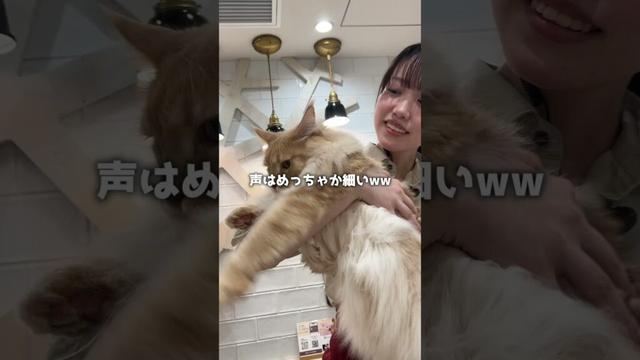 メインクーンってどんな猫？ #猫のいる暮らし  #猫カフェmocha #ねこ