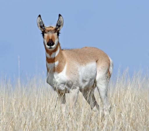 Pronghorn #Antelope doe