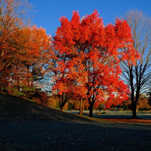 A tree, vibrant with red autumn leaves, stands illuminated by sunlight on a grassy slope, surrounded by other trees in a park-like setting under a clear blue sky.